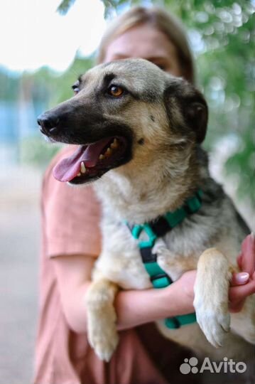 Небольшая, молодая, ласковая собака из приюта