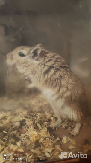 Мышь песчанка