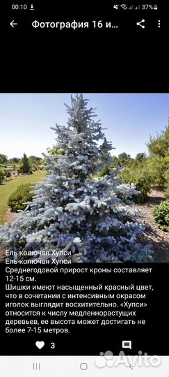 Голубые ели саженцы