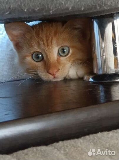 Отдам котенка в добрые руки