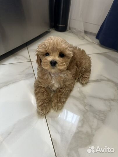 Мальтипу f1 micro mini Мальчик