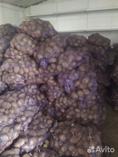 Продам картофель на переработку
