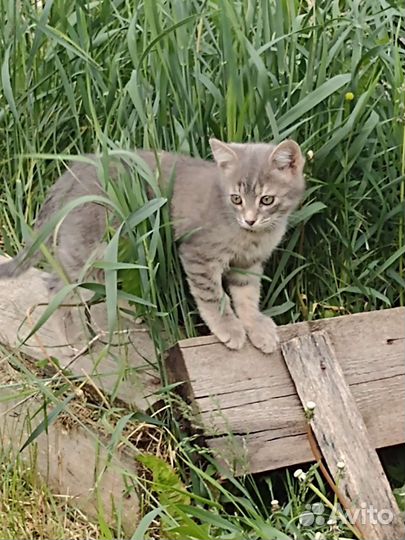 Кошки в добрые руки бесплатно