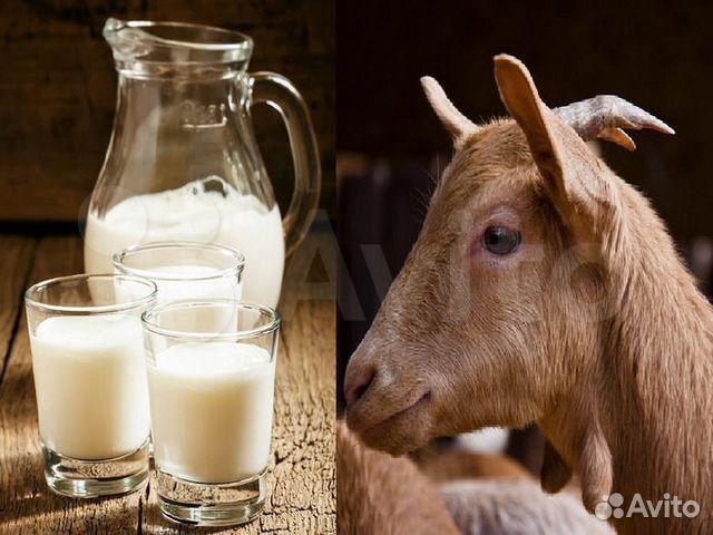 Козье молоко без запаха