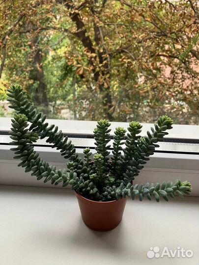 Седум буррито, суккулент