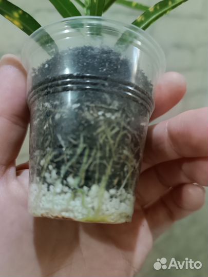 Кротон Пуктум Спот