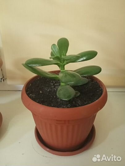 Толстянка (денежное дерево)