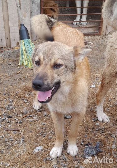 Собаки в добрые руки