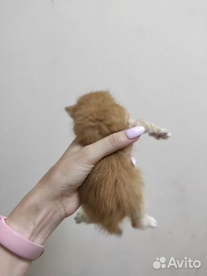 Котята бесплатно