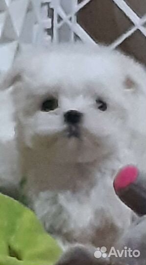 Мальтийская болонка. Мальтезе щенки. РКФ