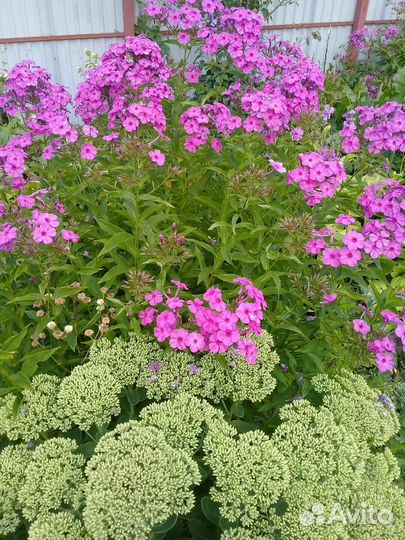 Флоксы многолетние