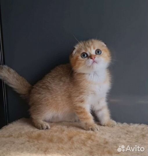 Золотой мальчик