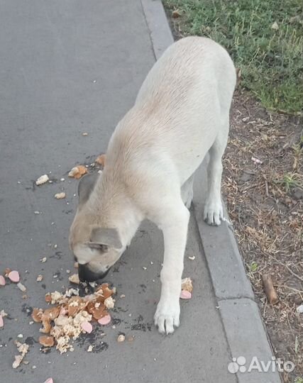 Собачка в добрые руки