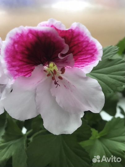 Пеларгонии, фикусы