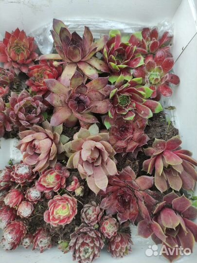 Молодило каменная роза