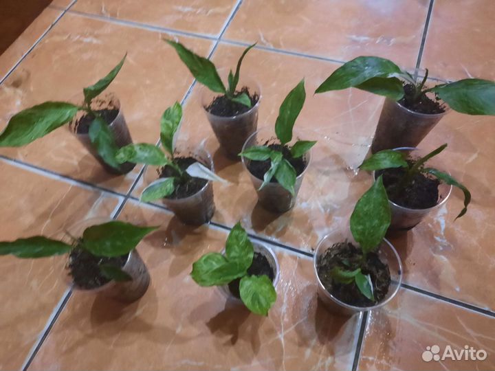 Спатифиллум Домино.Джемени.Манстера Альба