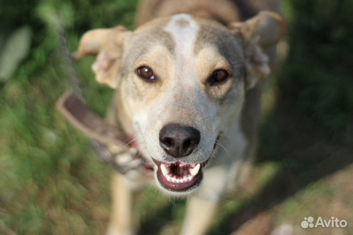 Собака в добрые руки