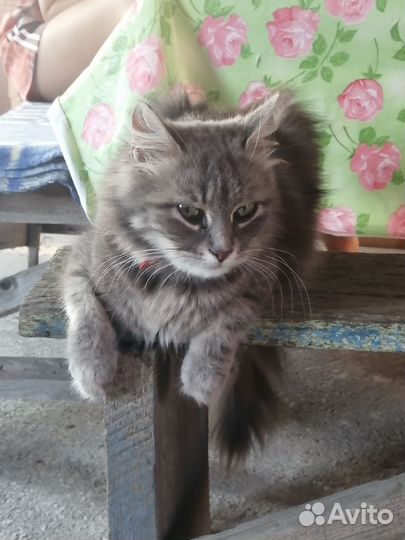 Пушистая Серая кошка 3 года в добрые руки