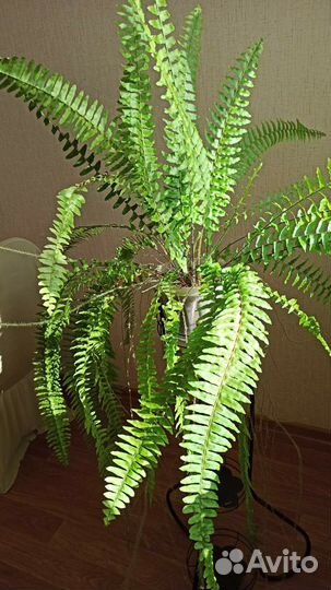 Папоротник нефролепис