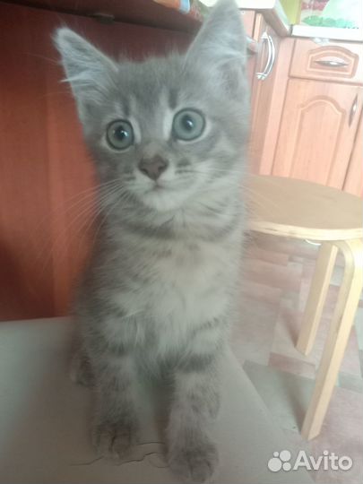 Котята отдам бесплатно