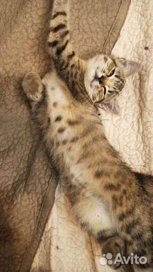 Котенок в дар