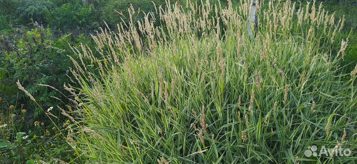 Фалярис/Канареечник тростниковидный