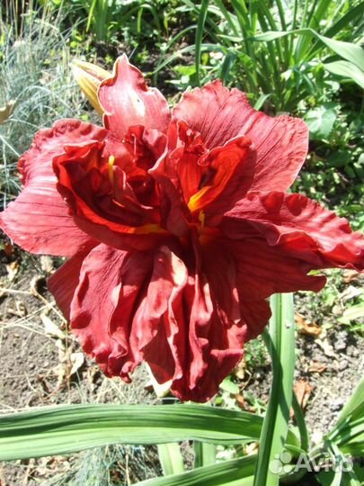 Лилейник Дубль Файеркрекер