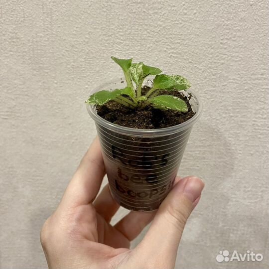 Фиалка мини