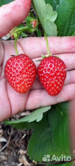 Клубника сортовая