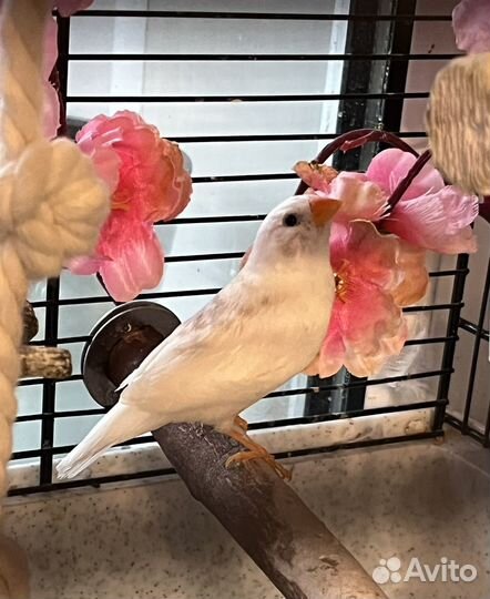 Зебровая амадина самочка