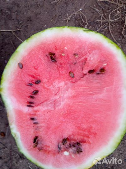 Арбуз Берёзка