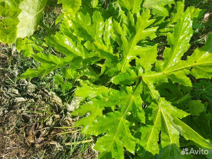 Уничтожение борщевика, комаров, мошек и др