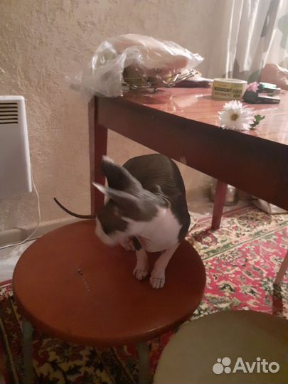 Канадский сфинкс