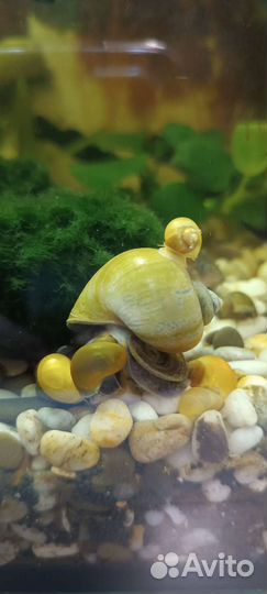 Улитки аквариумные ампулярии