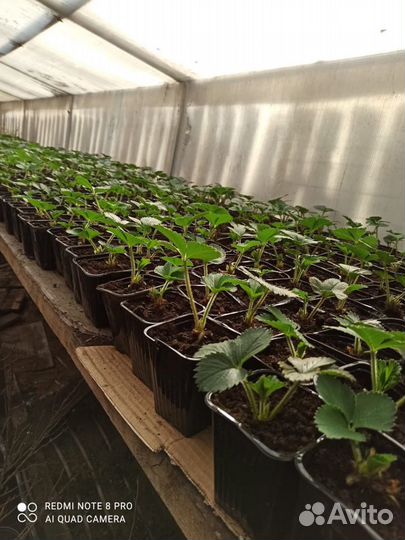 Рассада клубники