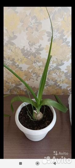 Индийский лук или птицемлечник