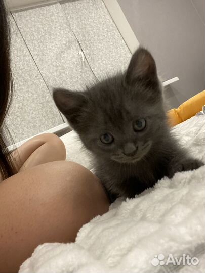 Котенок(мальчик)