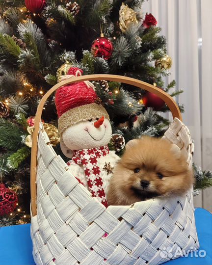 Девочка Няша с документами