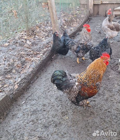 Петухи породы Бифильдер