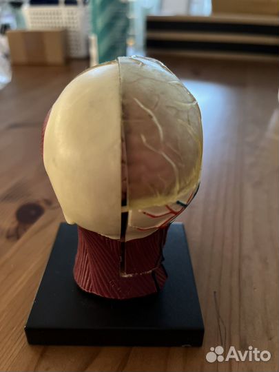 Макет черепа