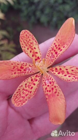 Беламканда Китайская лесная орхидея