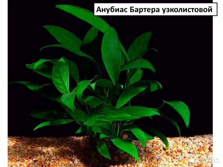 Эхинодорус, анубиас, криптокорина, папоротник и др
