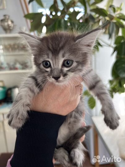 Котята в дар