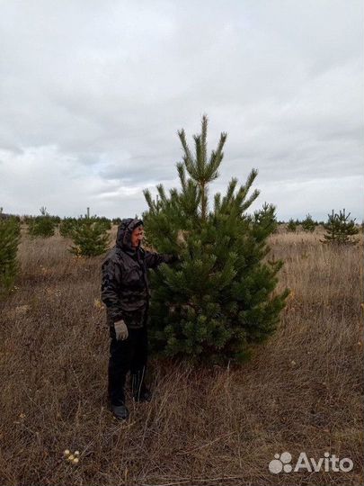 Сосна обыкновенная, крупномер