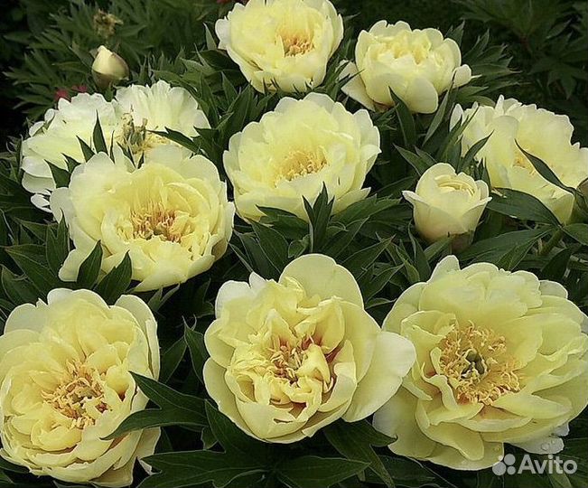 Пион Бартзелла