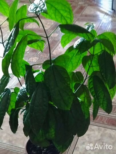 Клеродендрум томпсон