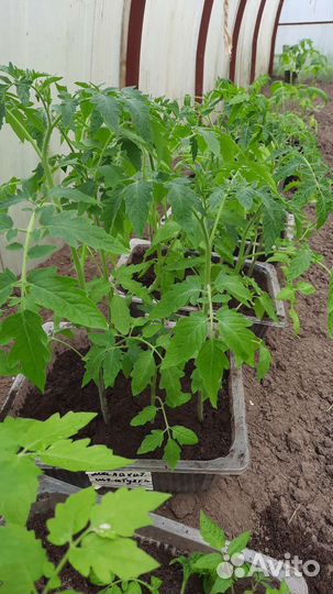 Рассада помидор, томатов