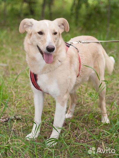 Домашняя собачка ждёт в приюте