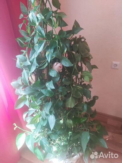 Сциндапсус