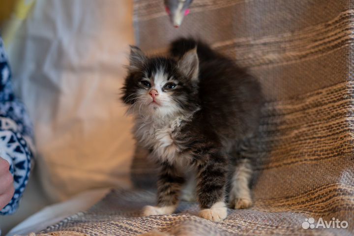 Малышка Лисовичек ищет дом